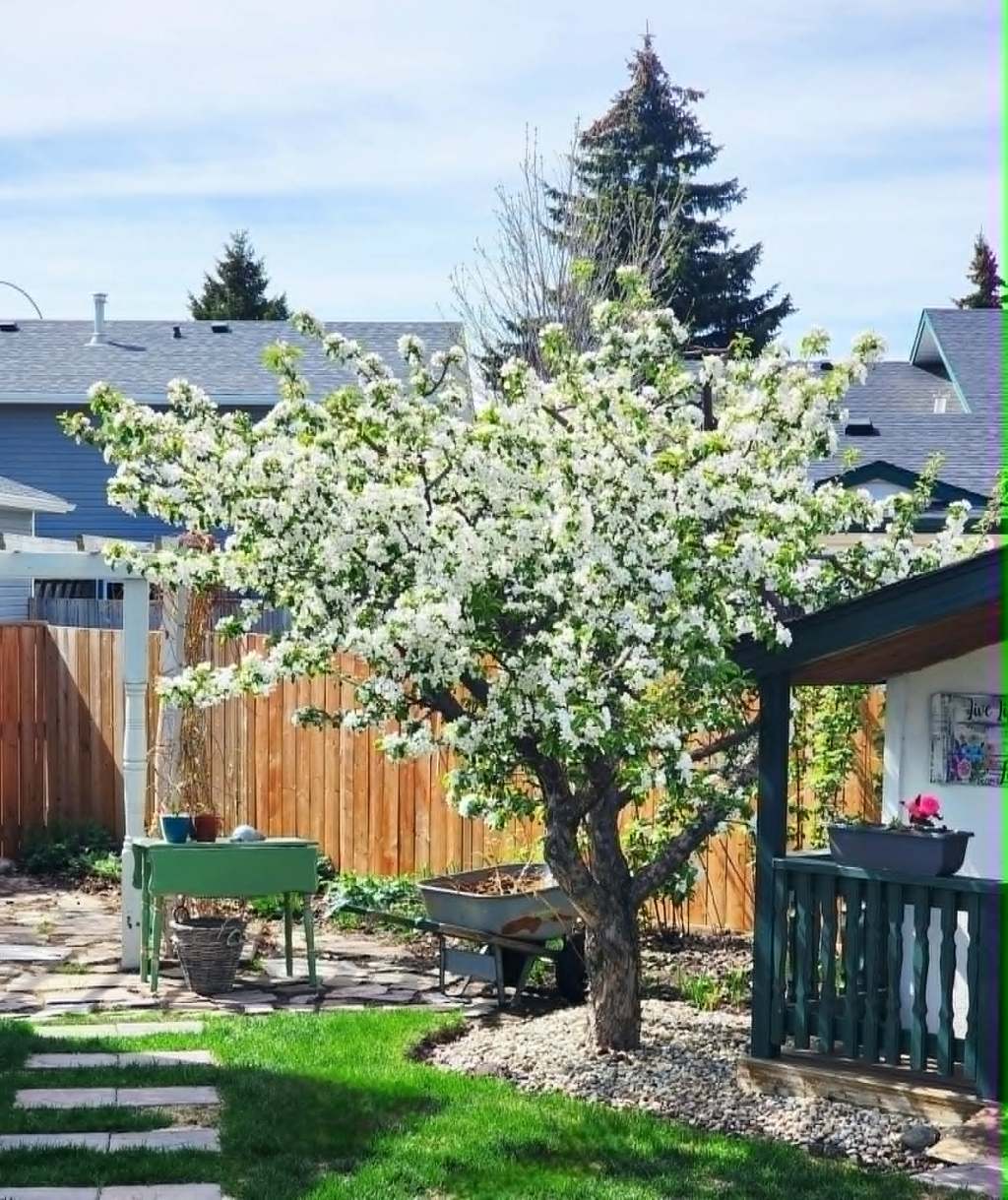 A Dry & Cool Spring – End Of May In The Potager