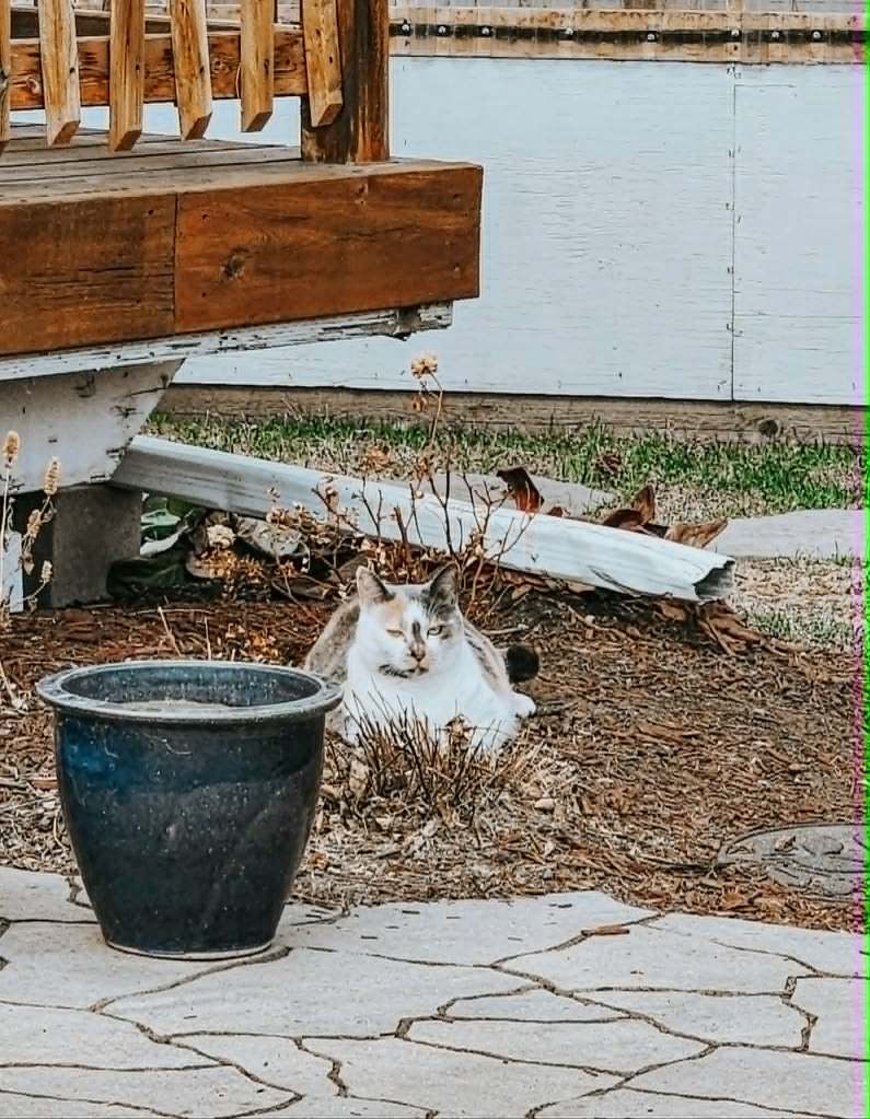A cat lying beside a catmint plant in early spring. 