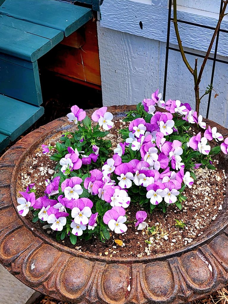 A rusty metal urn with happy little pink and white violas.