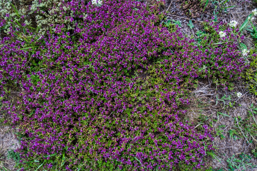 Purple flowering creeping thyme.