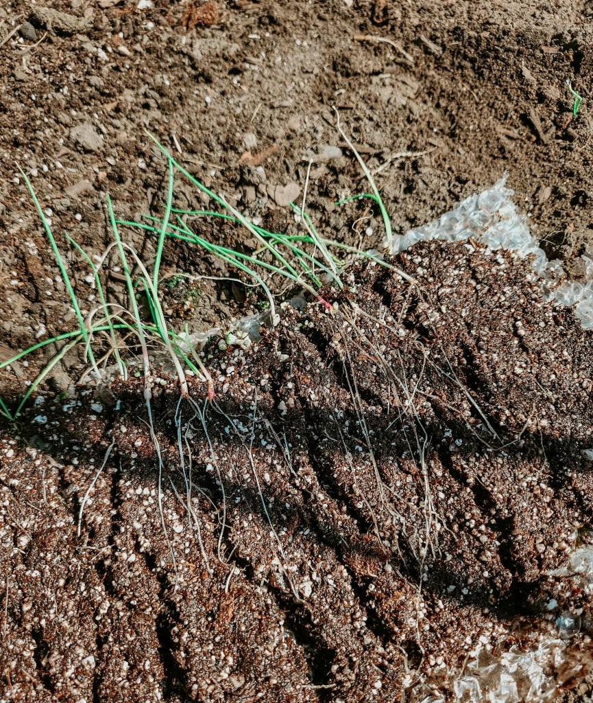 Onions seedlings with long root systems. 