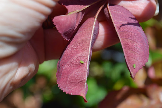 Two green aphids on the back of young, red rose leaves.
