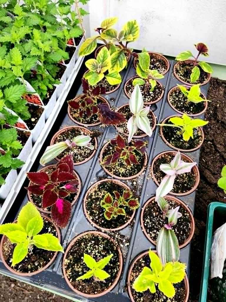 Cuttings of coleus and trailing plants  to add to your planters and baskets. 