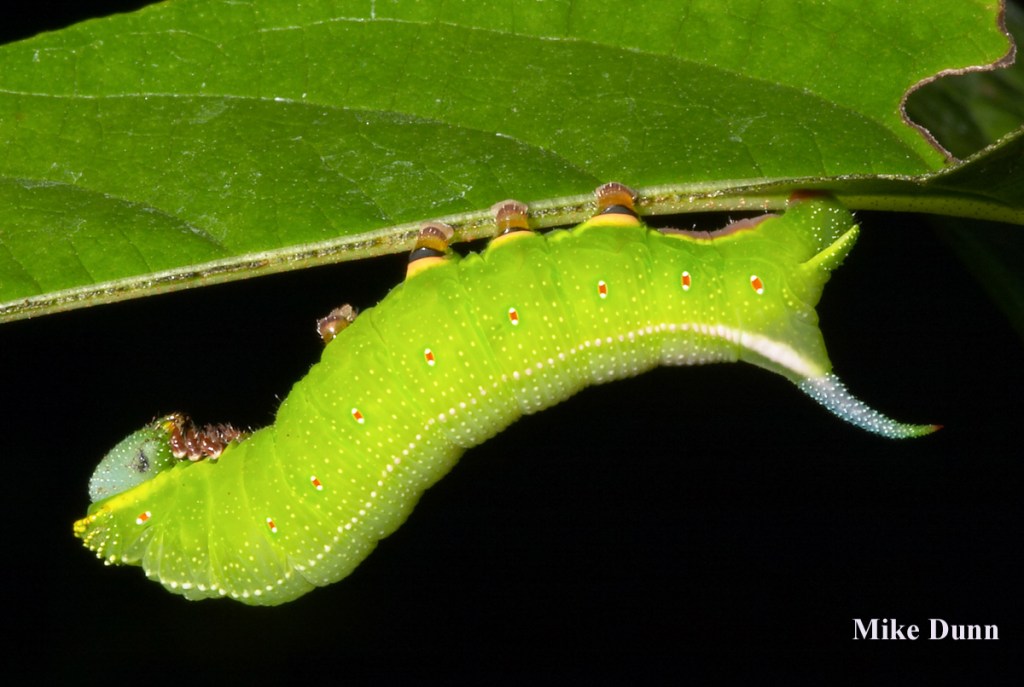 A hornworm before it becomes a hummingbird moth. 