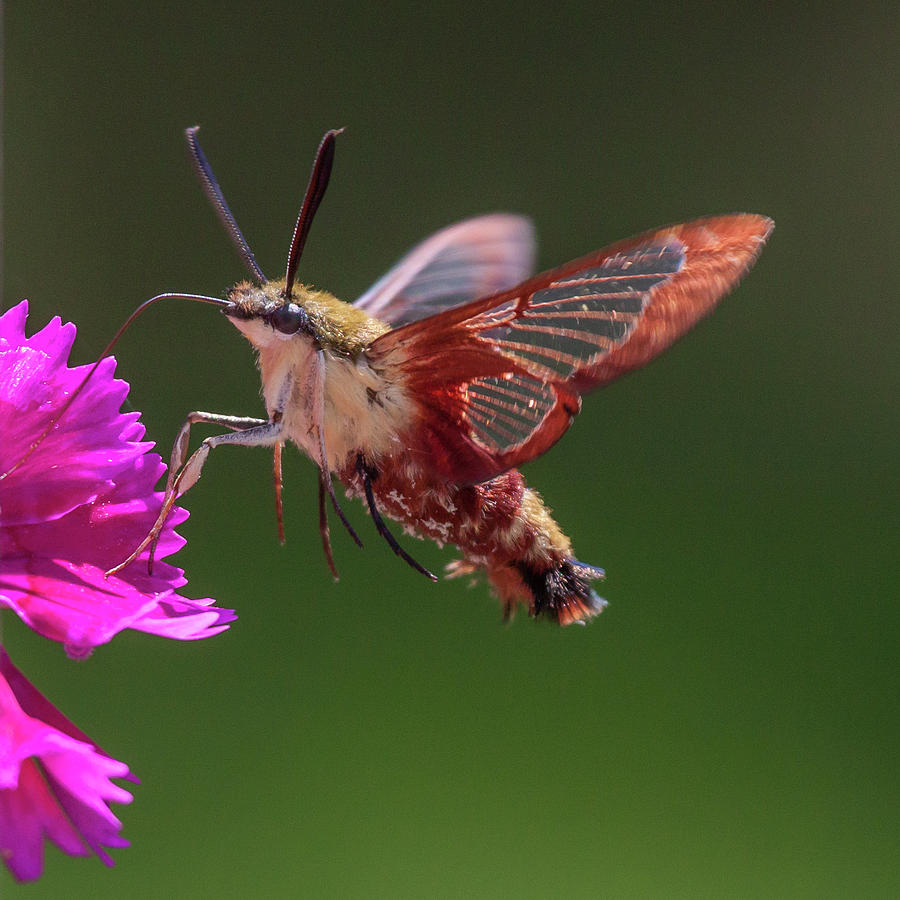 A hummingbird moth. 