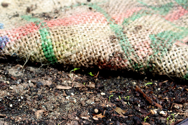 A burlap sack pulled aside with carrot seeds germinating under the sack. The burlap keeps the soil moist so that they seeds germinate quickly and do not dry out and die.