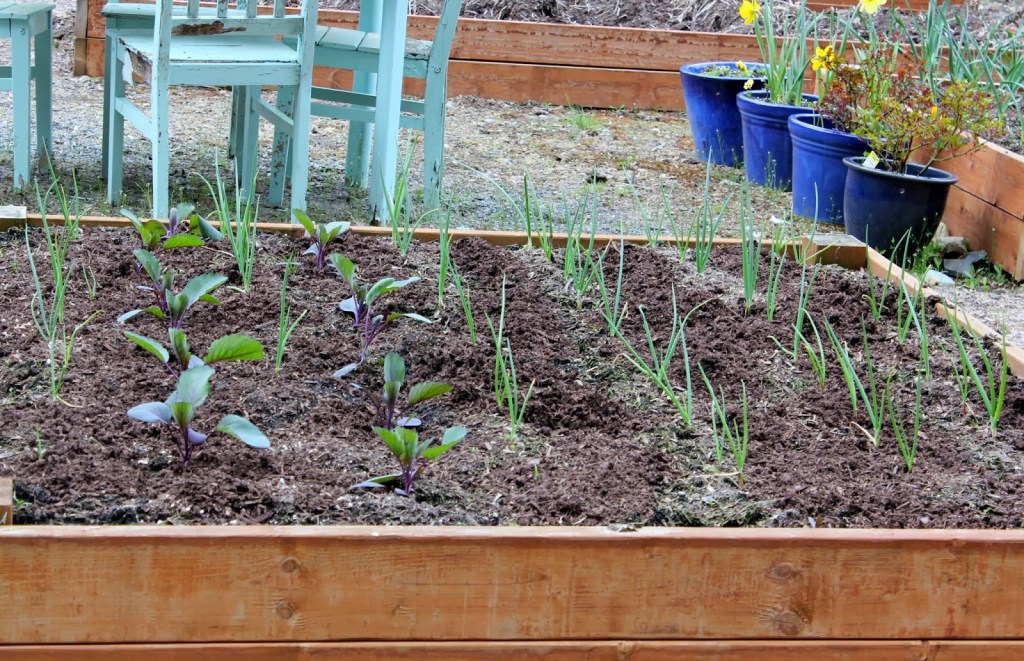 Onion seedling growing in a raised bed with a turquoise table and chairs in the background, and some blue pots with yellow flowers. 