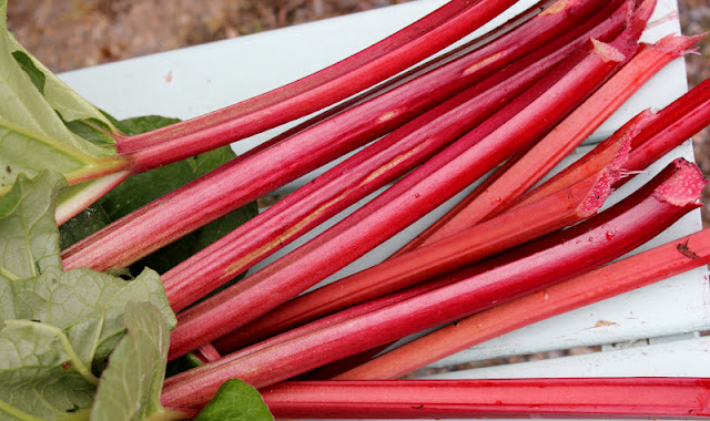 Bright red rhubarb stalks. 