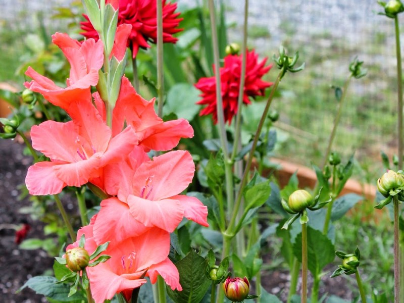 Sunday Ramblings #82 (DASH meal plan, lilacs, planting onions, onion&nbsp;maggots…)