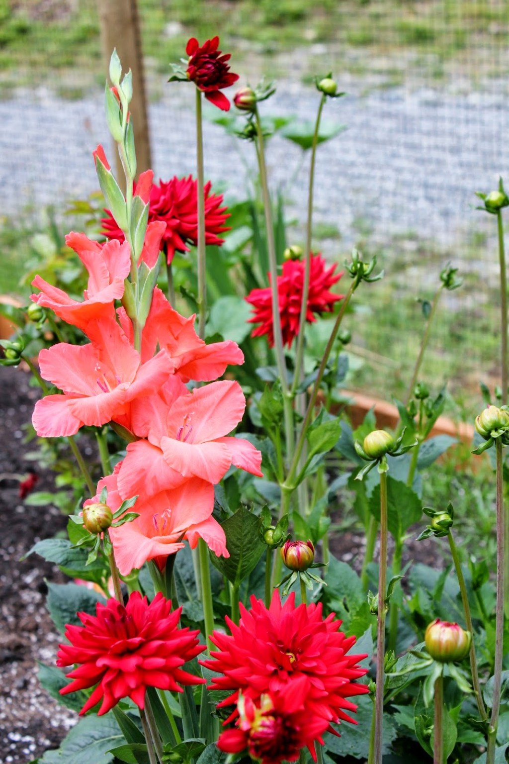 Sunday Ramblings #82 (DASH meal plan, lilacs, planting onions, onion&nbsp;maggots…)