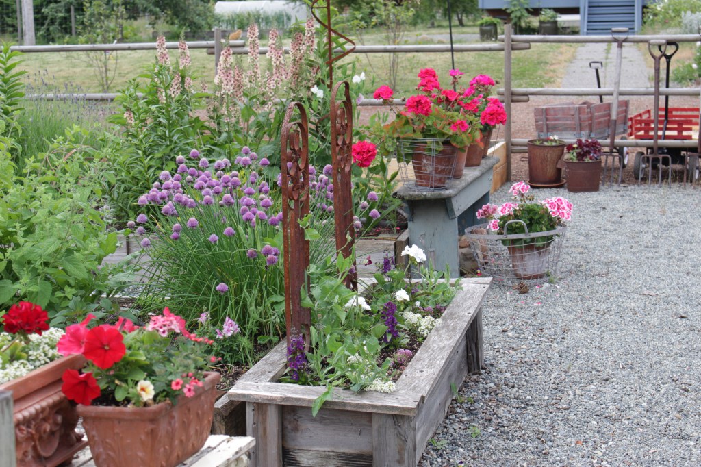 A large clump of flowering chives growing in a raised garden bed, behind a smaller bed full of flowers. Tall Verbascum flowers in the background, and bright marigolds in clay pots. 