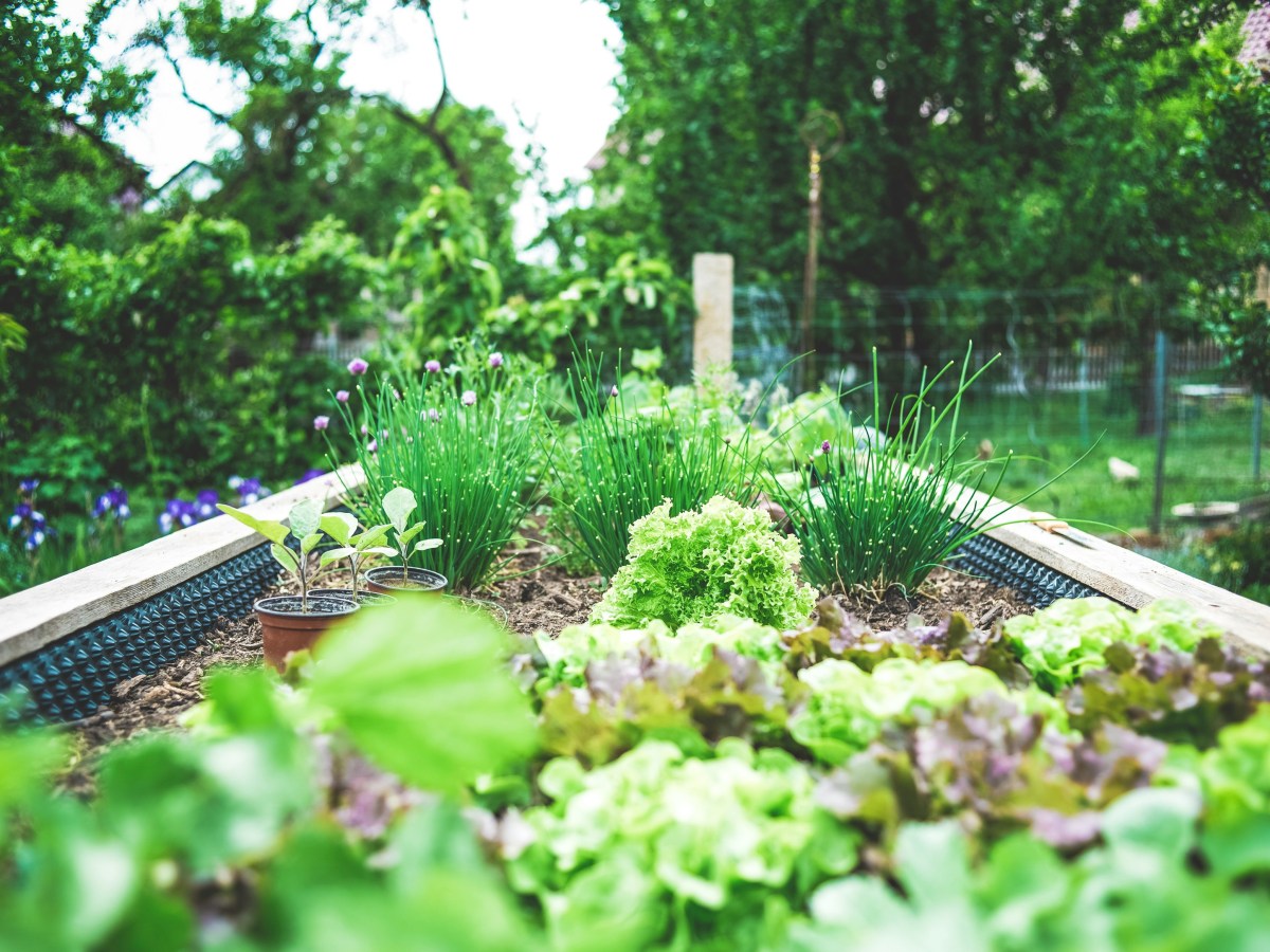 Sunday Potager Ramblings #86 (Outdoor&nbsp;Entertaining)