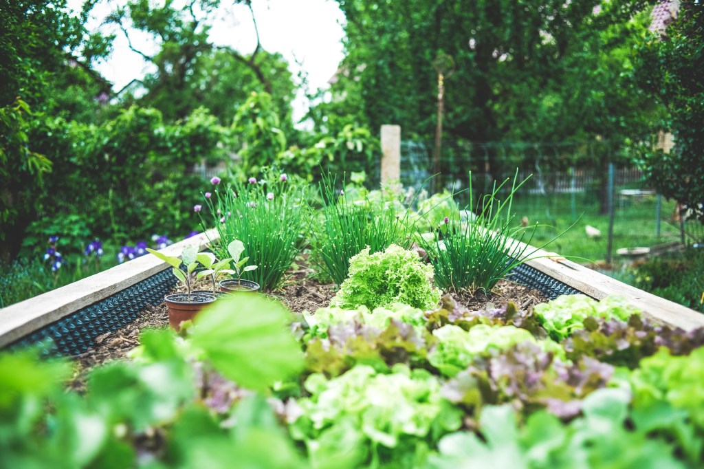 Sunday Potager Ramblings #86 (Outdoor Entertaining)