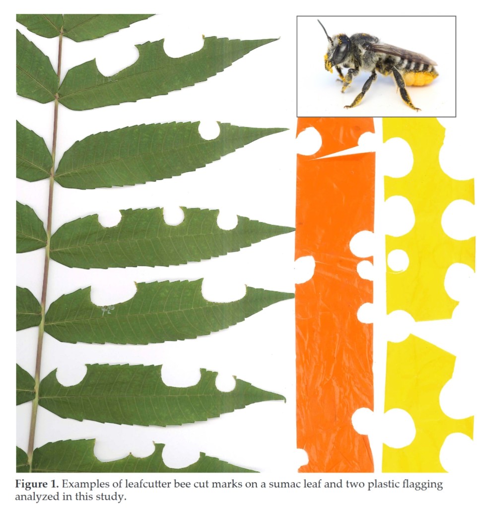 Leaf cutter bee holes in leaves and flagging tape.