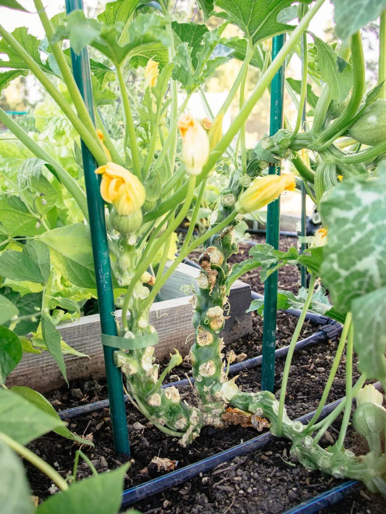 A squash that has been trained to grow upwards. 