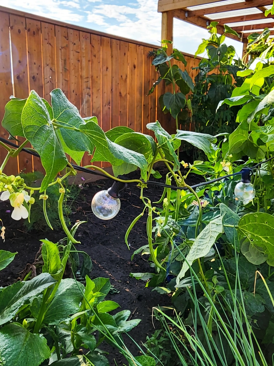 Pole beans growing along string lights in a garden, with a wooden fence in behind. 
