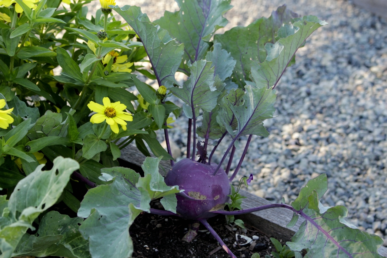 Purple kohlrabi and yellow Zahara zinnias growing in a garden bed with a gravel pathway behind them. 