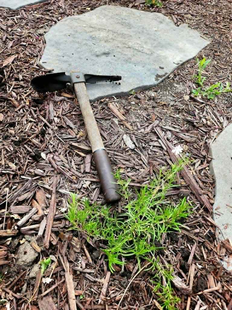 A newly planted creeping phlox and a mattock lying on the ground. 