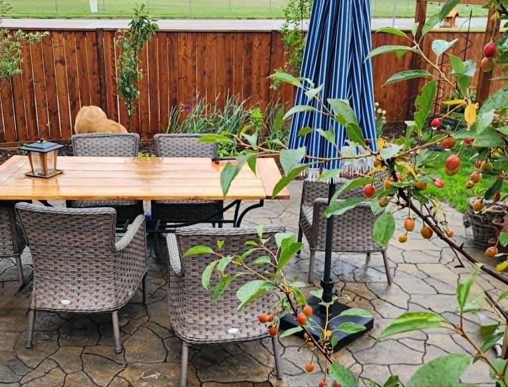3f1a6562-14eb-4277-9a16-751912371379 A patio table and wicker chairs, blue striped umbrella, on a rainy patio. A Romeo sour cherry tree in the foreground.