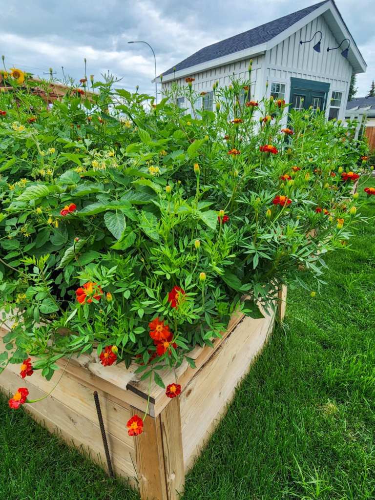 A tomato bed with flowering tomatoes and red disco marigolds.