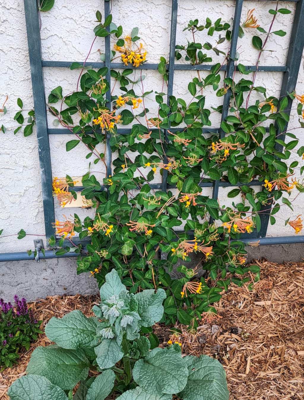 Mid-June In The&nbsp;Potager
