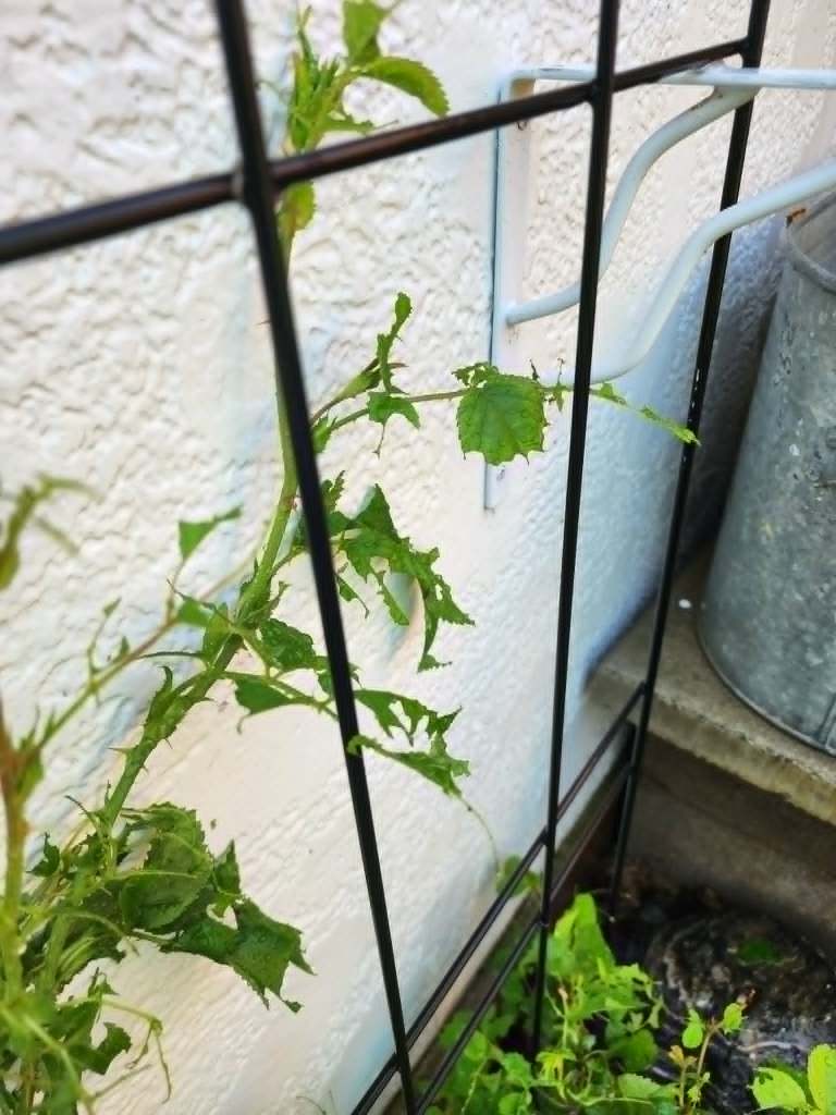 A rose bush that has been eaten by caterpillars. 