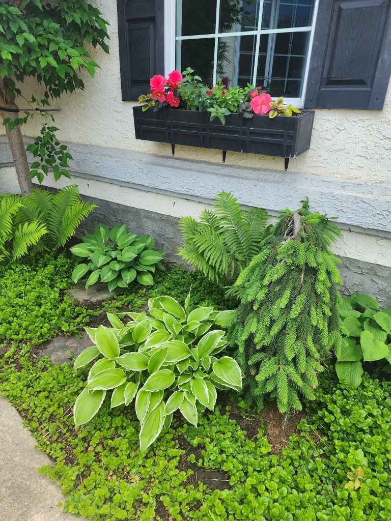 Hostas and greenery plants are thriving in the cool, rainy weather. In the picture are a few hosta plants, a weeping spruce tree, ferns, and groundcover of creeping jenny.