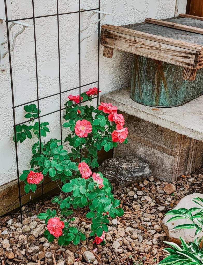 A rose growing in rocks beside a raised water bin with a wooden topper to keep animals from falling in. 