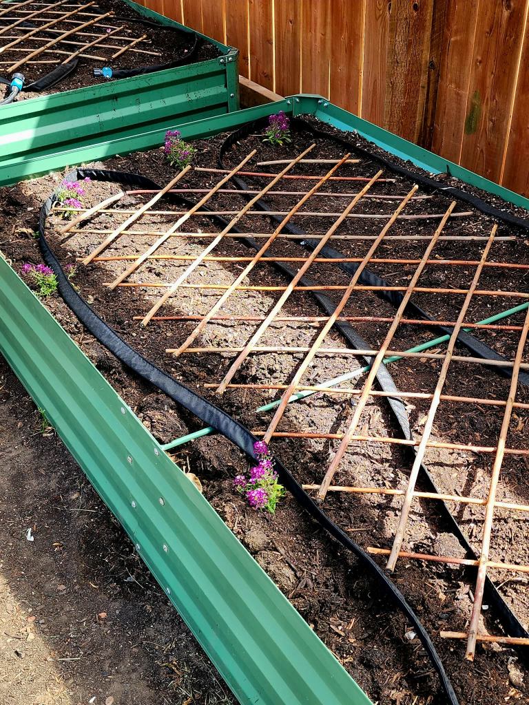 A green raised bed with weeping hoses and a trellis on top to keep out the cats.