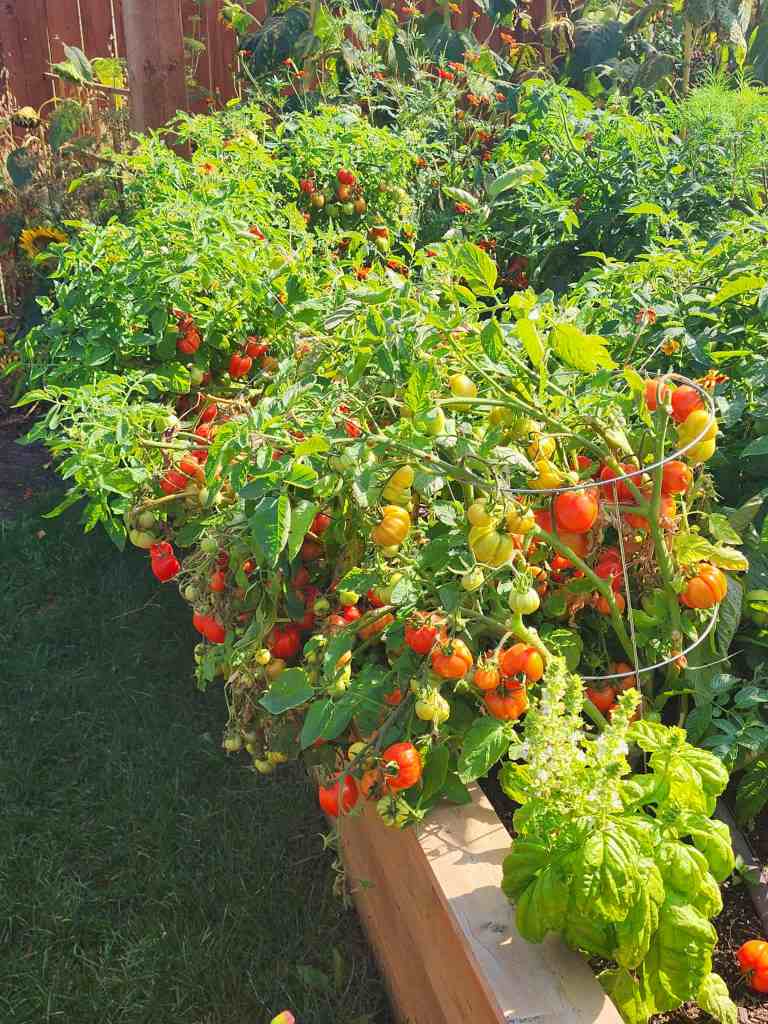 A raised bed with tomato plants that are loaded with small, red and green tomatoes. A flowering basil plant is in the foreground and tall sunflowers in the background.