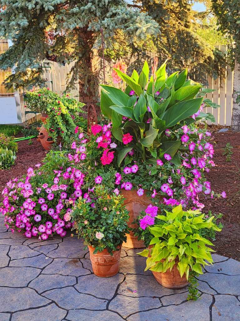 A cluster of flower pots with pink petunias, blush roses, bright canna leaves and ipomea. 
