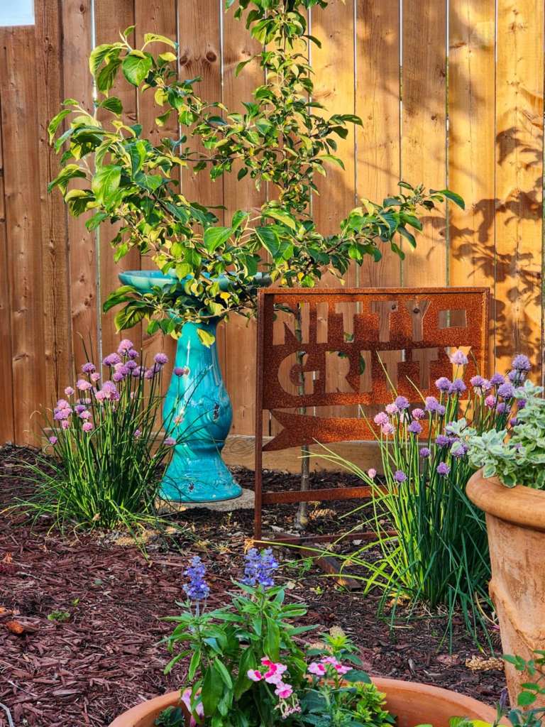 A small apple tree growing in front of a blue birdbath and behind a rusty sign.