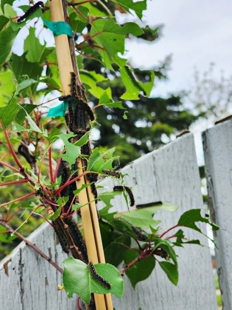 Tent worms are destroying a small tree, eating all the leaves. 