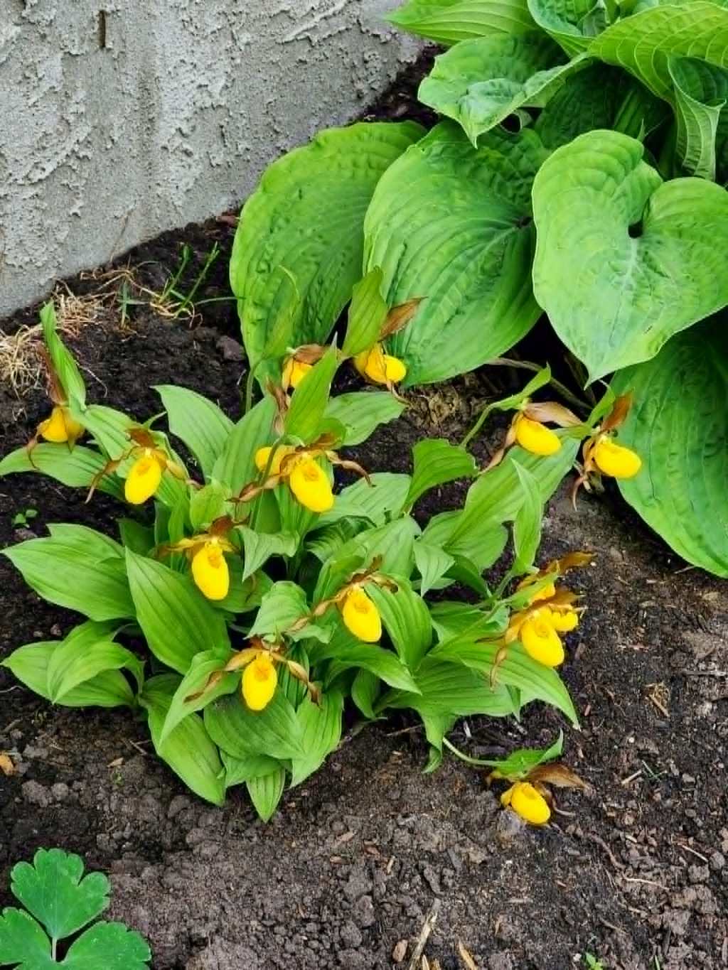 Sunday Potager Ramblings&nbsp;#88