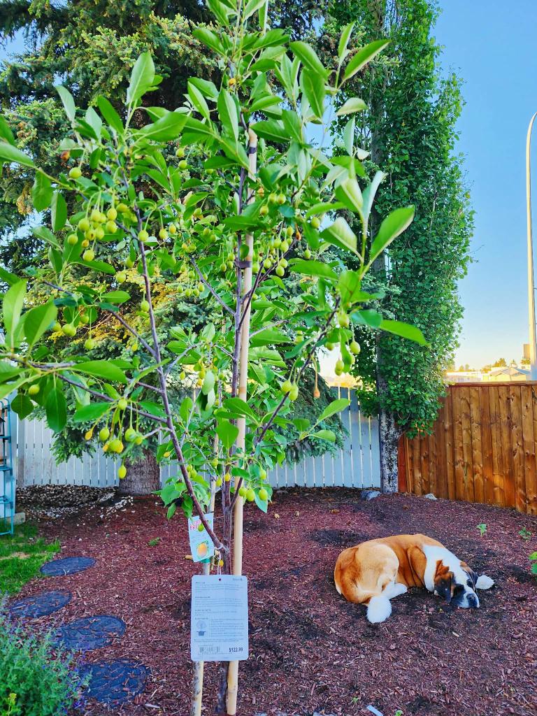 An apricot tree with a dog lying in the background. 