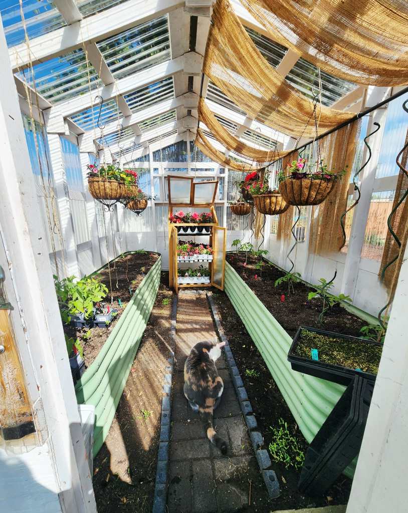 A cat sitting in the pathway of a greenhouse with raised beds on either side. 