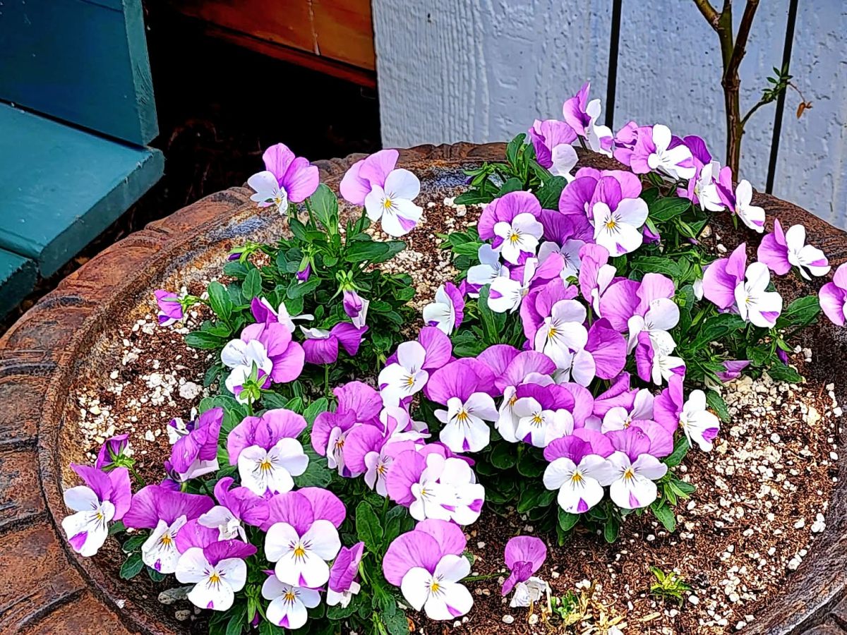 June In The Potager –&nbsp;Watering