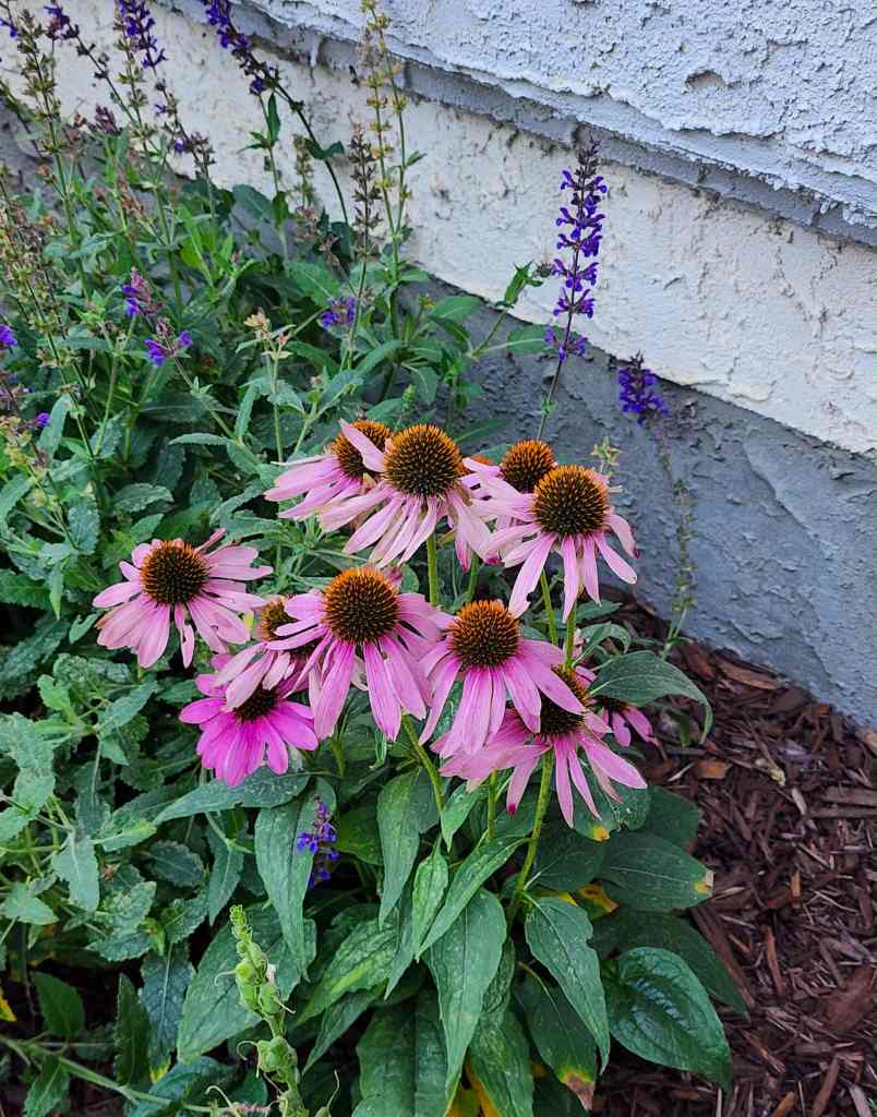 Pink coneflowers growing in front of a stucco wall, with salvia in the background. 