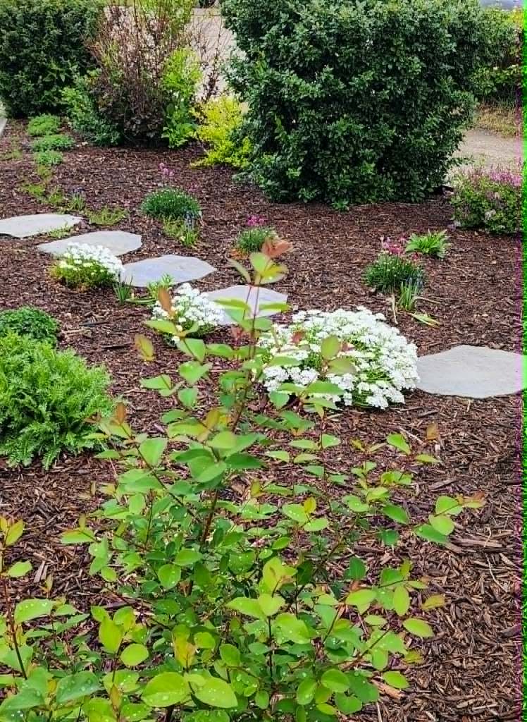 A pathway through the garden with mulch all around, and pretty white candytuft. 