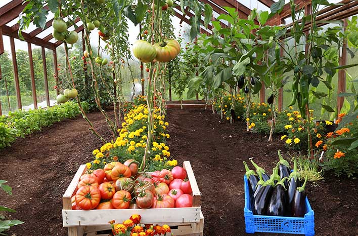 Charles Dowding's greenhouse with vining tomatoes that have been bottom pruned.