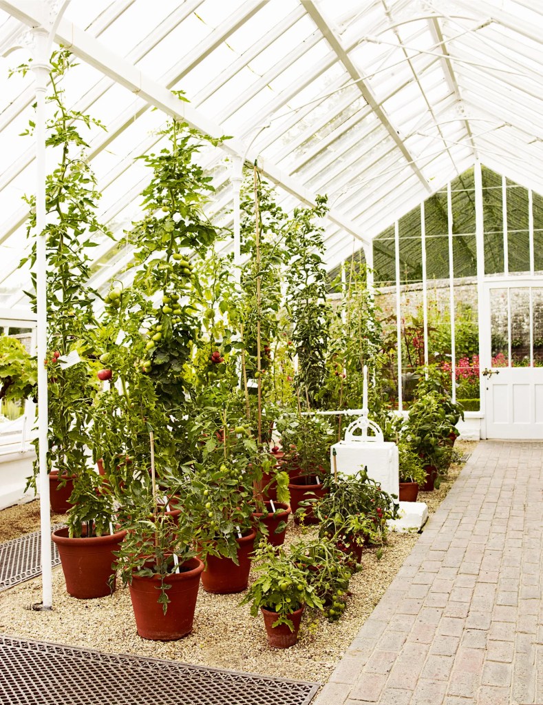 Tall vining tomatoes grow up strings and stakes inside a greenhouse. The plants are in clay pots, sitting on a gravel base.