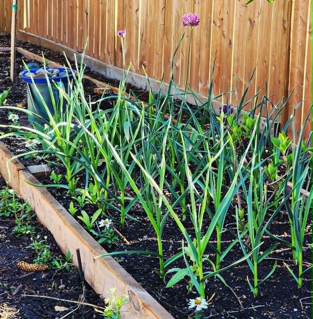 Garlic growing in a raised bed. 