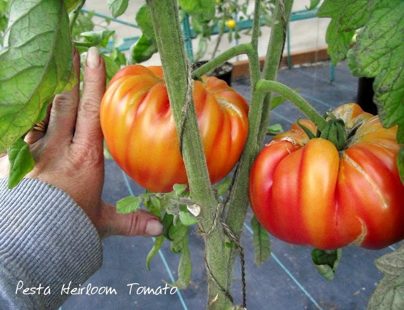 A hand showing the size of two Pesta heirloom tomatoes froing on a vine.