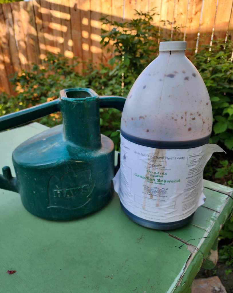 A green Haws watering can and a big jug of liquid seaweed fertiliser are sitting on a green table with raspberry bushes in the background. 
