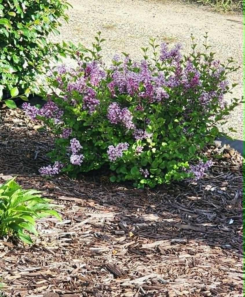 A Dwarf Korean Lilac bush in full bloom. 
