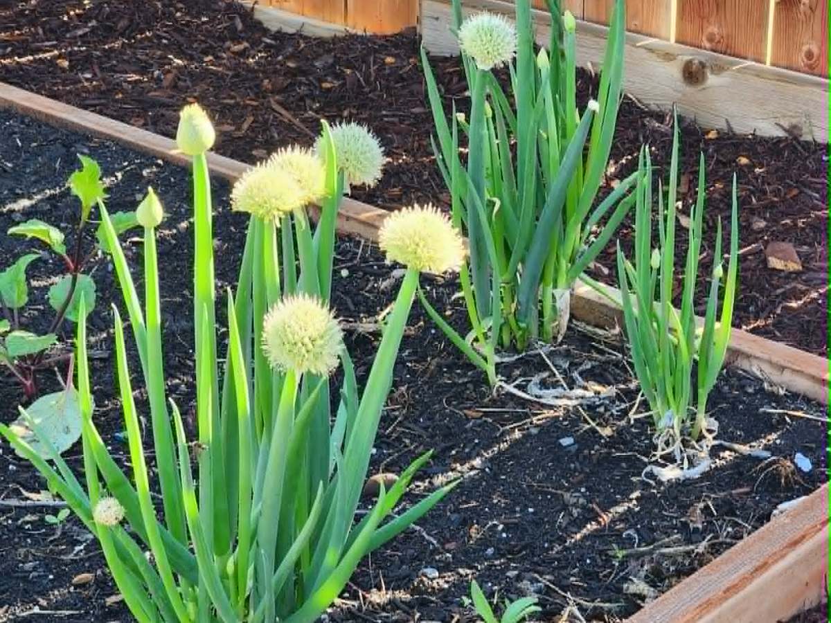 Sunday Potager Ramblings&nbsp;#87