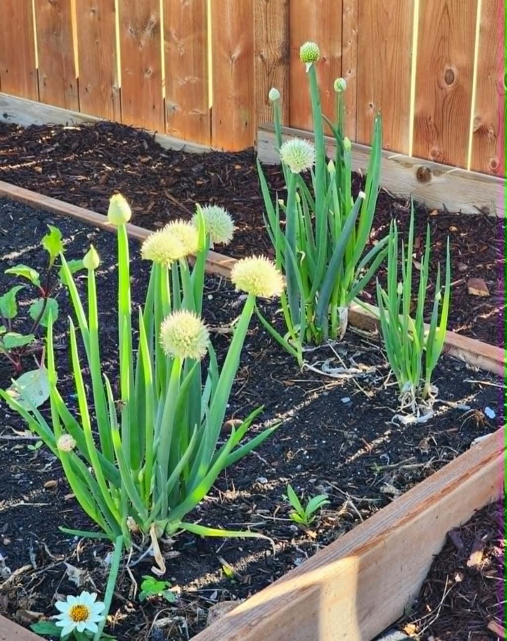 Sunday Potager Ramblings&nbsp;#87