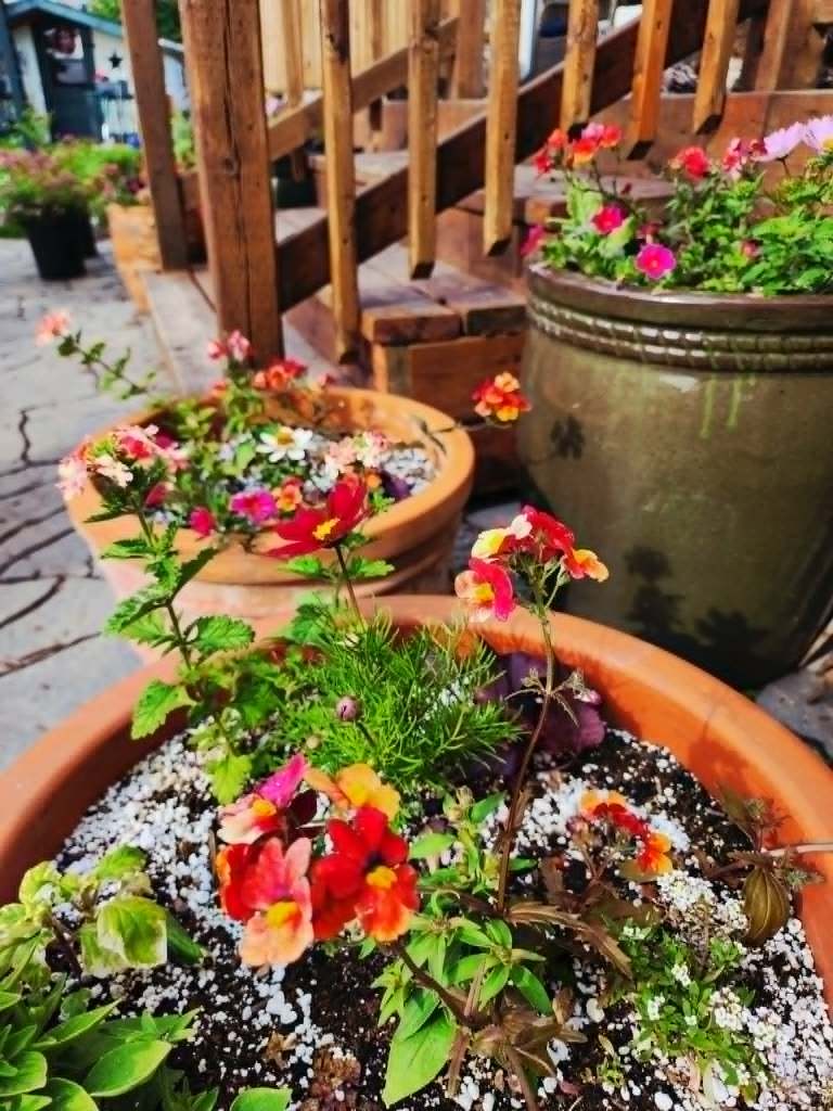 Terracotta pots with orange flowers in spring. 