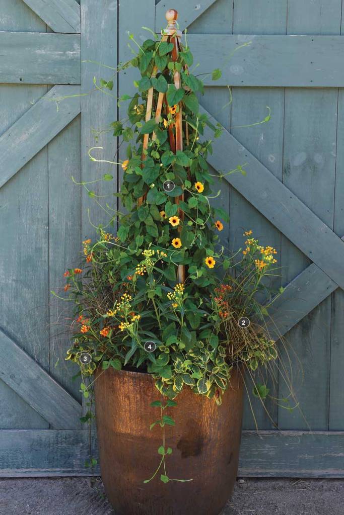 A container garden with thunbergia, grasses, and other flowers as fillers. In a pretty, rusty metal container.