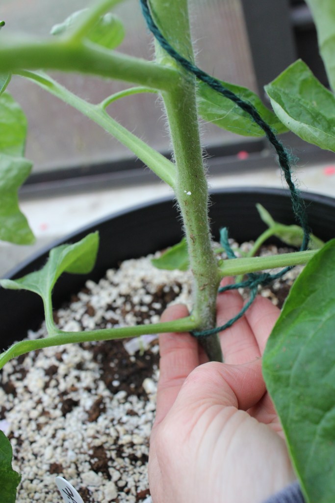 Tie a string loosely at the bottom of your tomato plant.